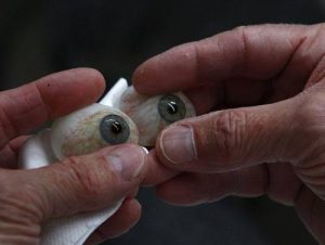 تفاوت چشم شیشه ای و اکریلیک